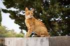 orange cat sitting on ledge