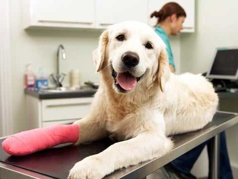 How to Care for Your Pet’s Bandage, Splint or Sling