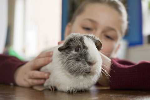 guinea-pig-adopt-a-rescued-guinea-pig