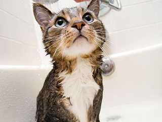 Giving cat a bath