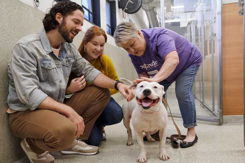 Three people petting and interacting with a white dog