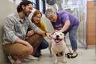 Three people petting and interacting with a white dog