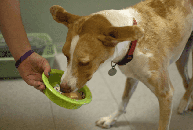 dog eating pupsicle from dish