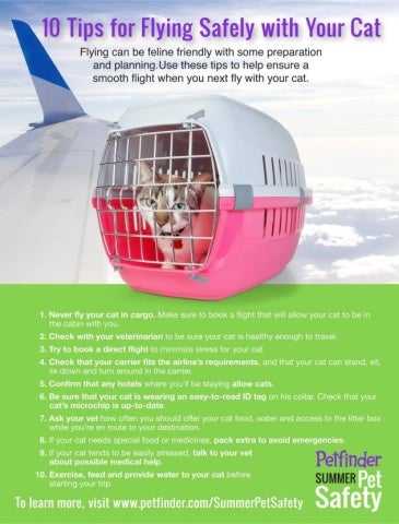 Travel Tips For Flying With Cats