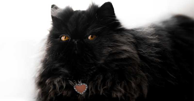 Persian Black Cat