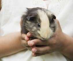 companionship for guinea pigs