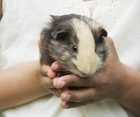 companionship for guinea pigs