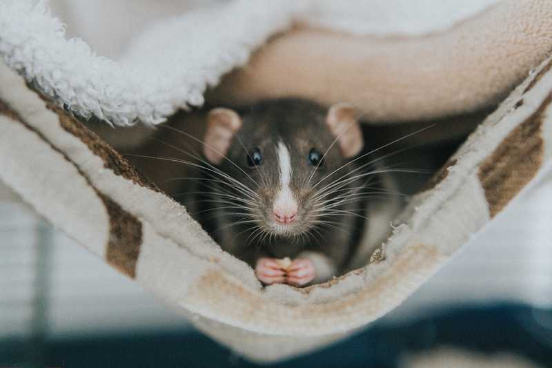 Fancy gray rat in a rat hammock
