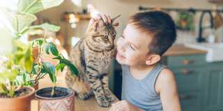 a child gently pets a tan tabby cat perched on a counter top