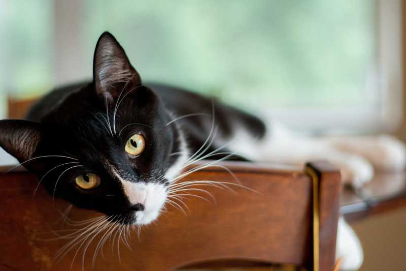 black and white cat laying on table