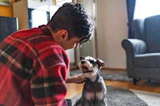 man petting Miniature schnauzer