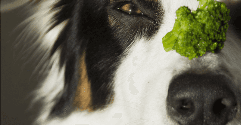 dogs eat broccoli