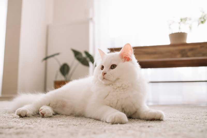 white cat inside laying on carpet