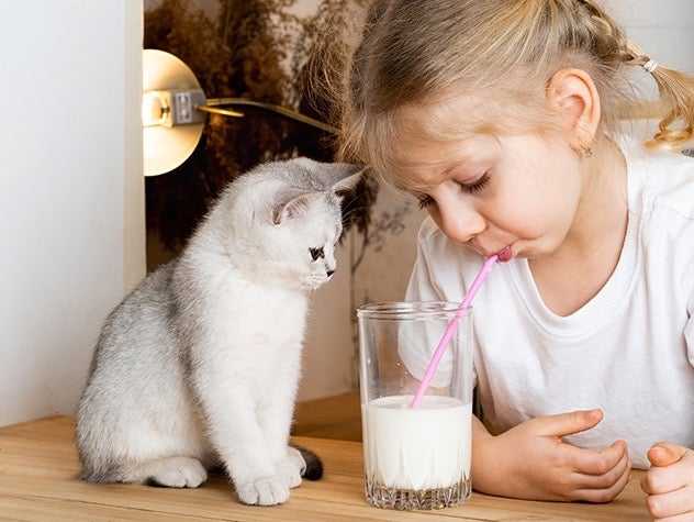 Milk and Cats