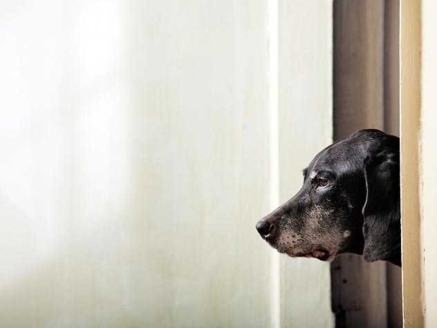 Dog Looking at owner 