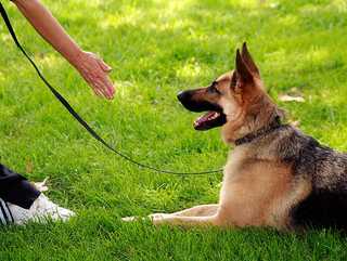 german Shepherd dog training
