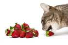 cats and strawberries