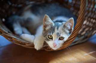 Bi color cat in basket