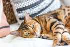 bengal cat laying on bed