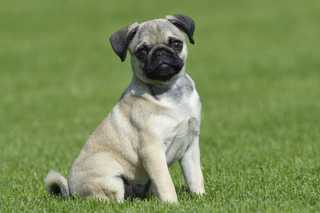 Pug sitting in grassy field