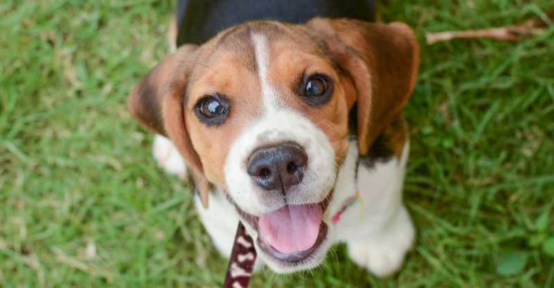 Beagle