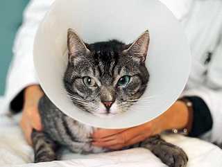 Cat in pet cone