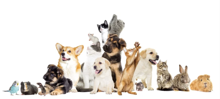 puppies and kittens