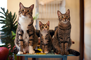 several cats sitting on table