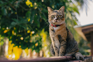 cat wearing well-fitting breakaway collar