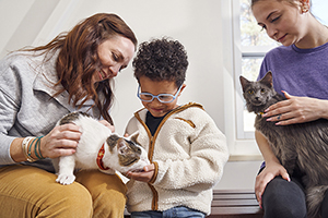 multiple cats with different collars and/or tags