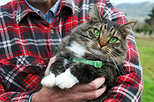 cat wearing one of the noise-reducing collar