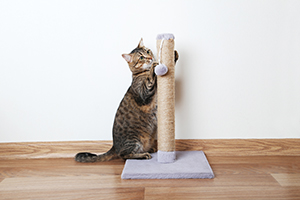 cat at a scratching post