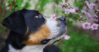 Dog smells Cherry blossom 