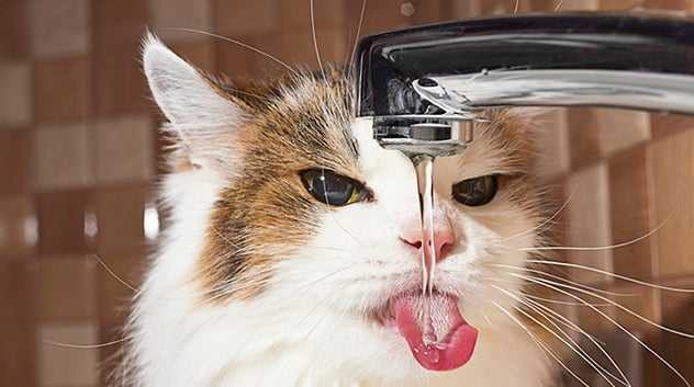 cat drinking water