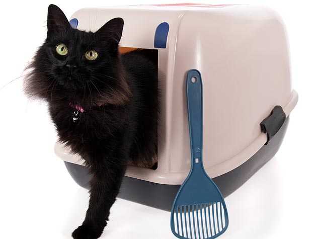 Cat-in-litter-box