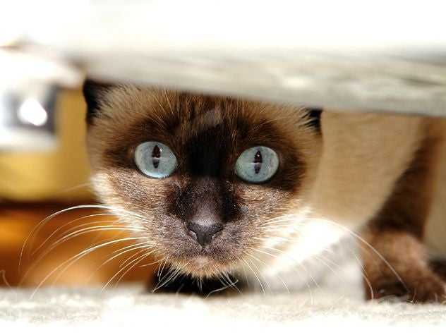 Cat hiding under chair
