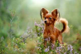 toy dog breed standing in field of flowers