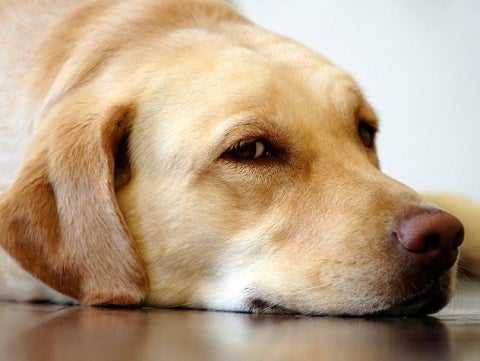 Skin Masses: Warts, Cysts, Lumps and Tumors