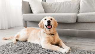 Yellow lab laying on gray rug