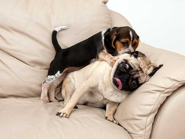 two dogs on couch