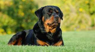 Rottweiler laying in grass