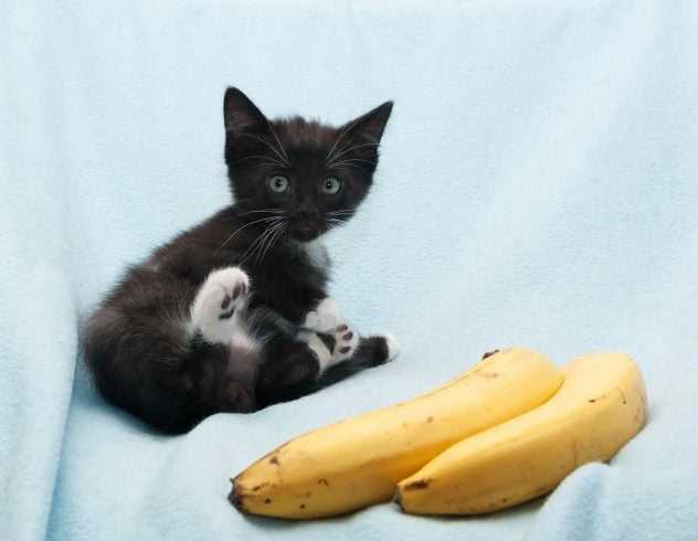 can cats eat bananas