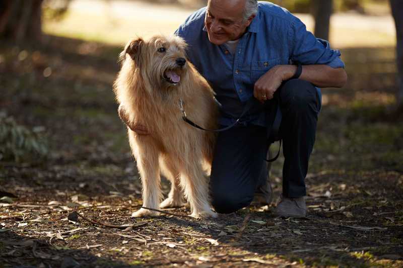 dog on a leash at the park with their owner