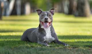 grey pit bull dog laying in grass