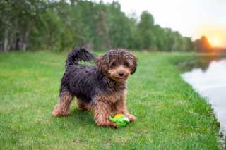 Cavapoo playing in the grass