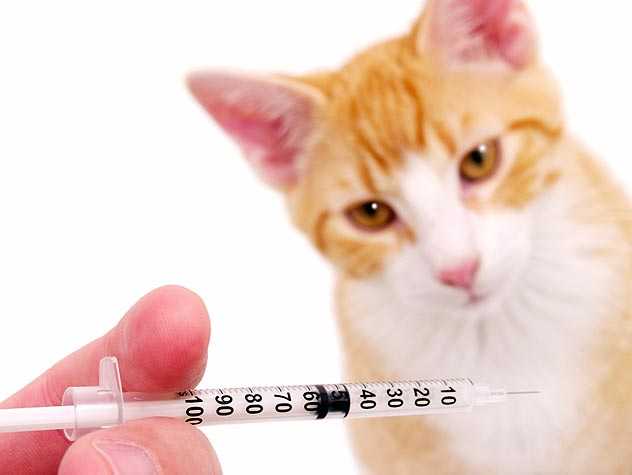 Cat getting an injection