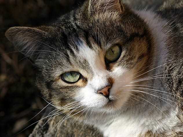 Immunodeficiency virus in cats