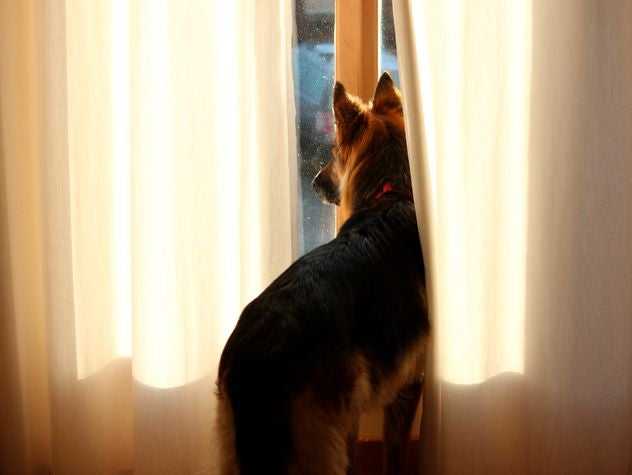 Dog looking out the window