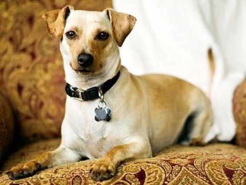 dog sitting on couch