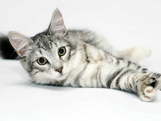 cat laying on its side looking into the camera